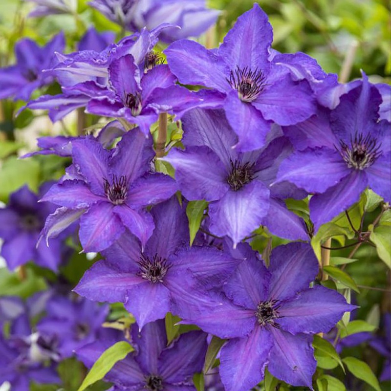 clematis-viva-la-vida